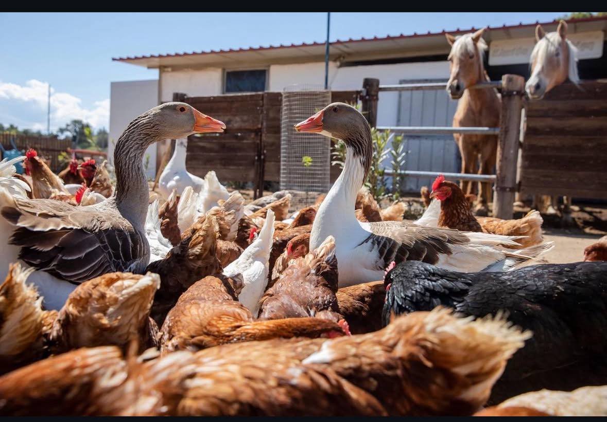 Πανοραμική της φάρμας με πράσινο τοπίο