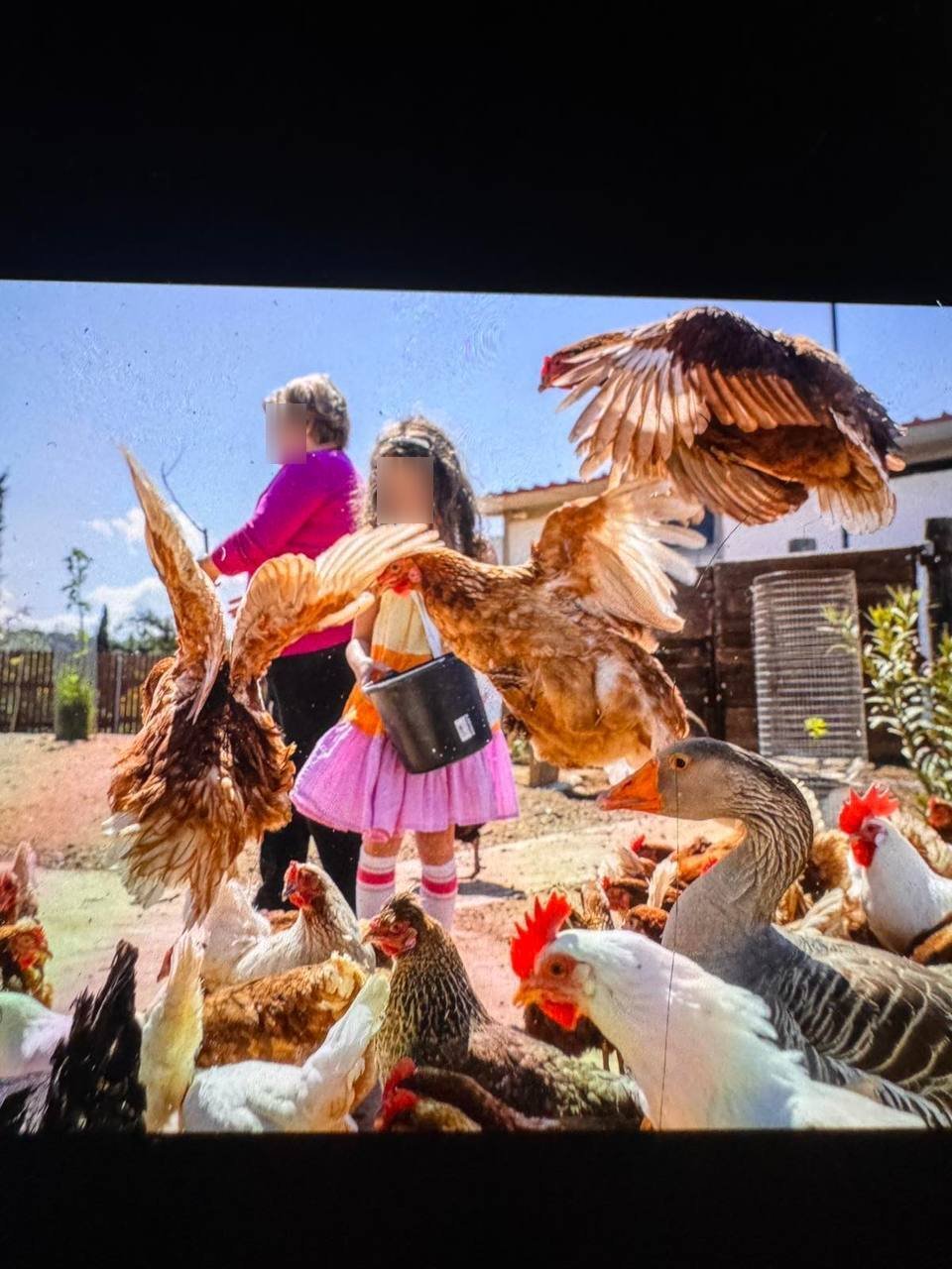 Εικόνα από τη φάρμα